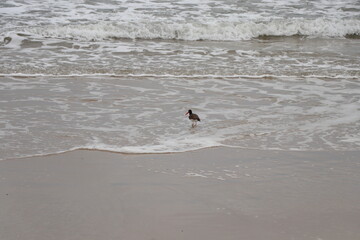 Bird searching for food at the tide line
