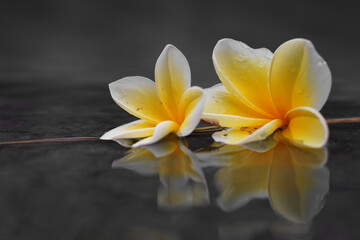 Beautiful white frangipani flowers on the water