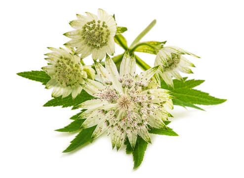 Great masterwort flowers