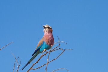 A Lilac breasted roller against blue sky.