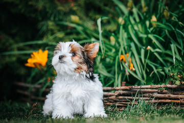Biewer terrier puppy in beautiful  green background.