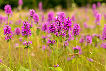 field of purple flowers
