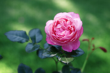 Pink roses in the park on a green background
