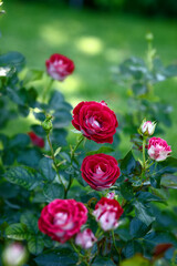 Red roses in the park on a green background
