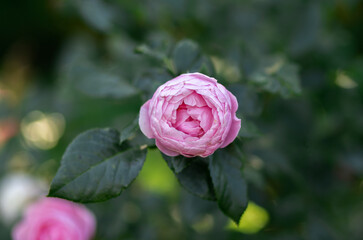 Pink roses in the park on a green background