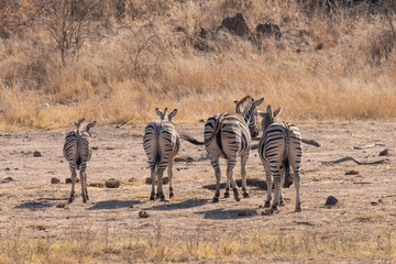 Fototapeta na wymiar Zebra facing away from the camera