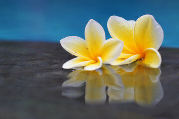 Beautiful white frangipani flowers on the water