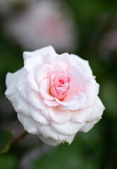 White roses grow in the park