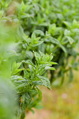 Fresh green organic basil growing on the garden bed. Close up