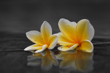 Fototapeta na wymiar Beautiful white frangipani flowers on the water