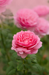 Pink rose bush in english garden. Pink rose background. Rose Princess Alexandra of Kent