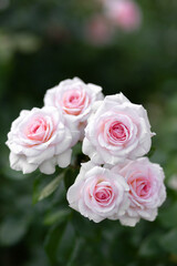 White roses grow in the park