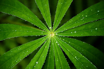 Fototapeta na wymiar Closeup of leaf of lupine (lupine)