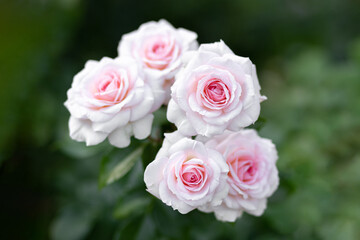 White roses grow in the park
