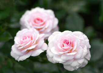 White roses grow in the park
