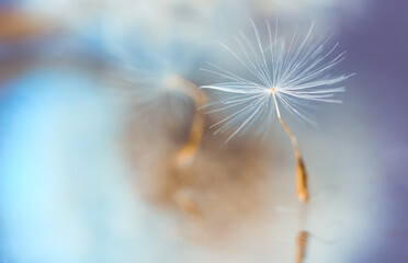 Macro photo, dandelion seeds in dew drops on a mystical blue background