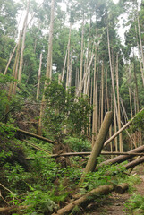 大雨の影響で荒れた山林