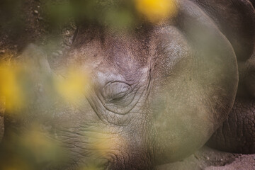Fototapeta premium Rhinoceros Eye