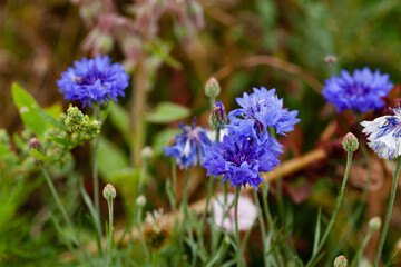 Bright blue summer flowers. Close up macro