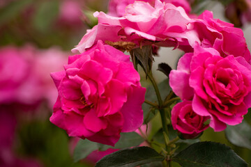 ピンク色の薔薇