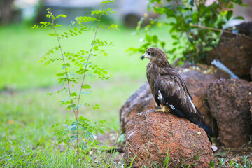 red tailed hawk