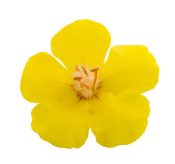 Mullein flower