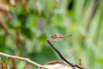 dragonfly on a branch