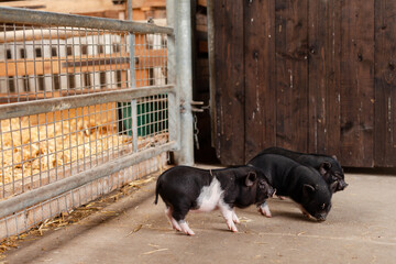Three cute little mini pigs on the farm.
