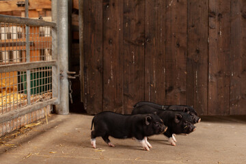 Three cute little mini pigs on the farm.