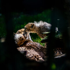 Cheetah family
