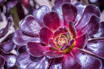 Closeup of an Aeonium Arboreum plant growing somewhere in a garden