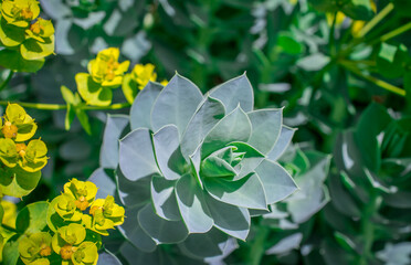 Closeup of an Aeonium Arboreum plant growing somewhere in a garden