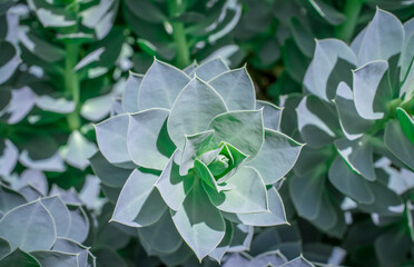 Closeup of an Aeonium Arboreum plant growing somewhere in a garden