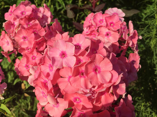 Pink phlox blooming in the garden. 