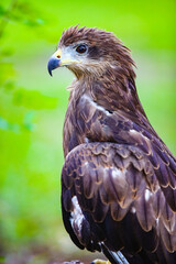 red tailed hawk