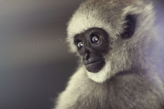 cute grey gibbon silvery monkey