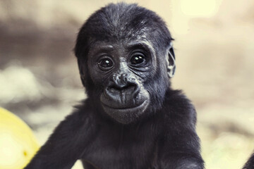 cute baby gorilla portrait - Powered by Adobe