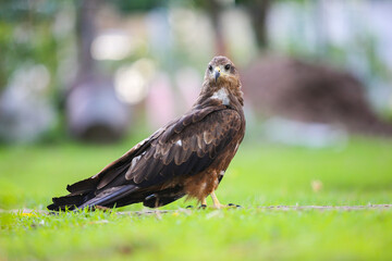 red tailed hawk