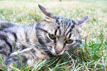 Portrait of striped male tabby cat lying on grass, close up. Green-eyed beautiful cat in park.