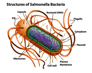Salmonella bacteria structures with labels for pili, nucleoid DNA, capsule, flagella, cytoplasm, plasmid, plasma membrane, cell wall and ribosomes.