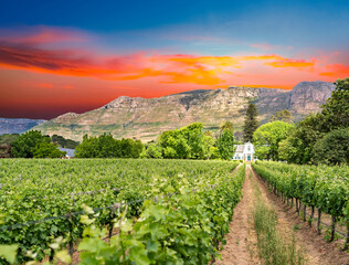 Fototapeta premium buitenverwachting wine farm in constantia wine route cape town south africa