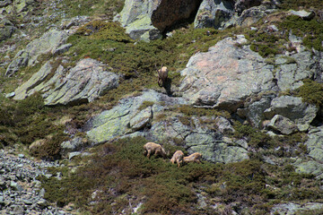 Steinböcke in einer Felswand auf dem Julierpass in der Schweiz 27.5.2020