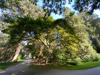 Arboretum (Tree Collection or Baumsammlung), (Flower Island Mainau on the Lake Constance or Die...