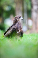 red tailed hawk