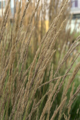 Getreide wächst in einem Stadtpark
