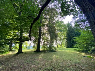 Arboretum (Tree Collection or Baumsammlung), (Flower Island Mainau on the Lake Constance or Die...
