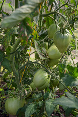 Tomatoes growing in a greenhouse