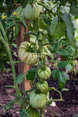 Tomatoes growing in a greenhouse