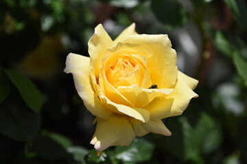 rosa gialla petali profumo 