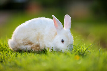 white rabbit on green grass